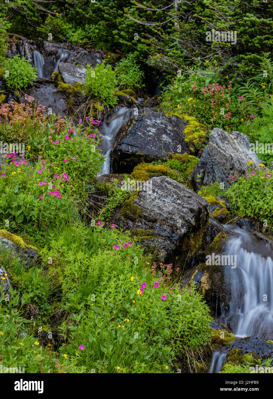 Summer alpine wildflowers along Lunch Creek in Glacier National Park ...