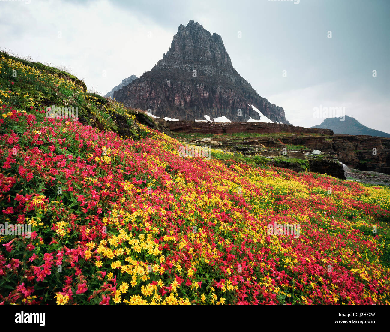 USA, Montana, Glacier National Park, Wildflowers and a mountain peak ...