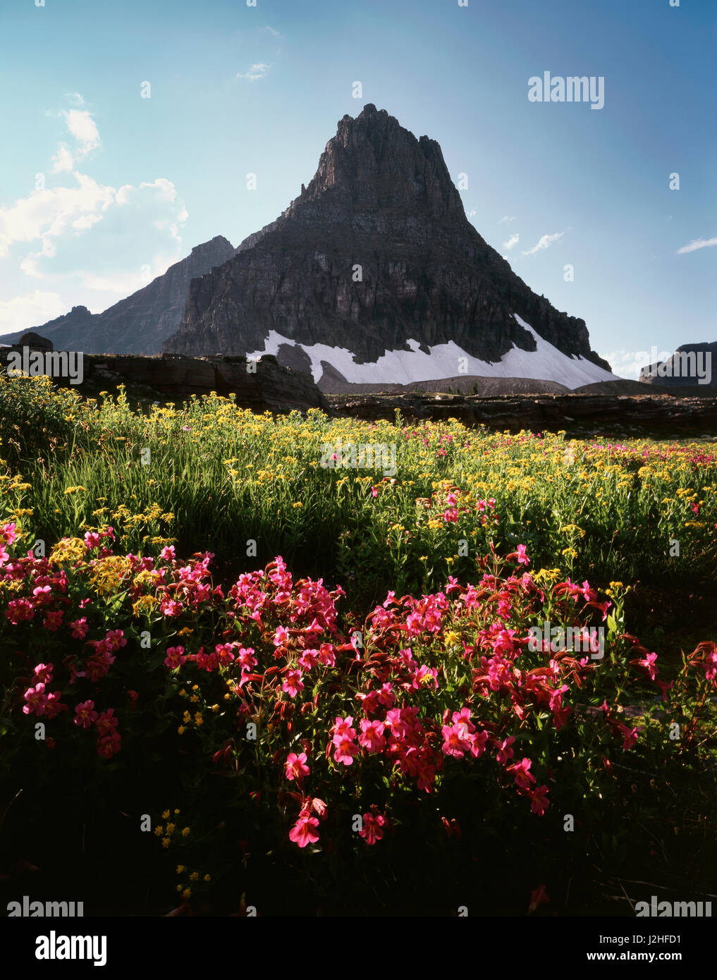 USA, Montana, Glacier National Park, Wildflowers and a mountain peak ...