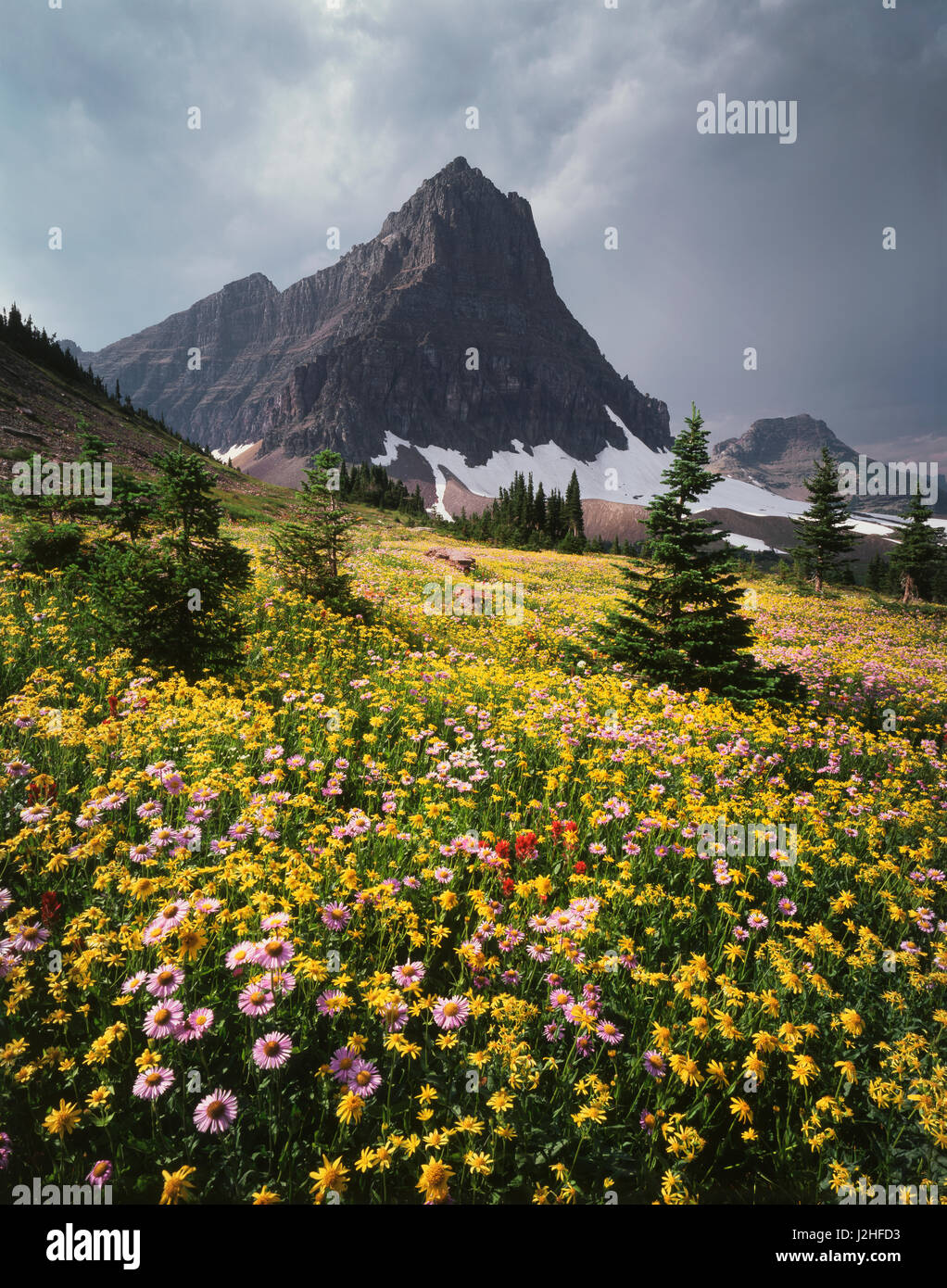 USA, Montana, Glacier National Park, Wildflowers and a mountain peak ...