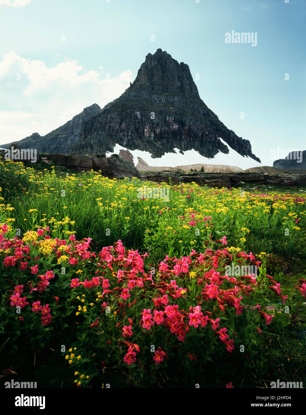 USA, Montana, Glacier National Park, Wildflowers and a mountain peak ...