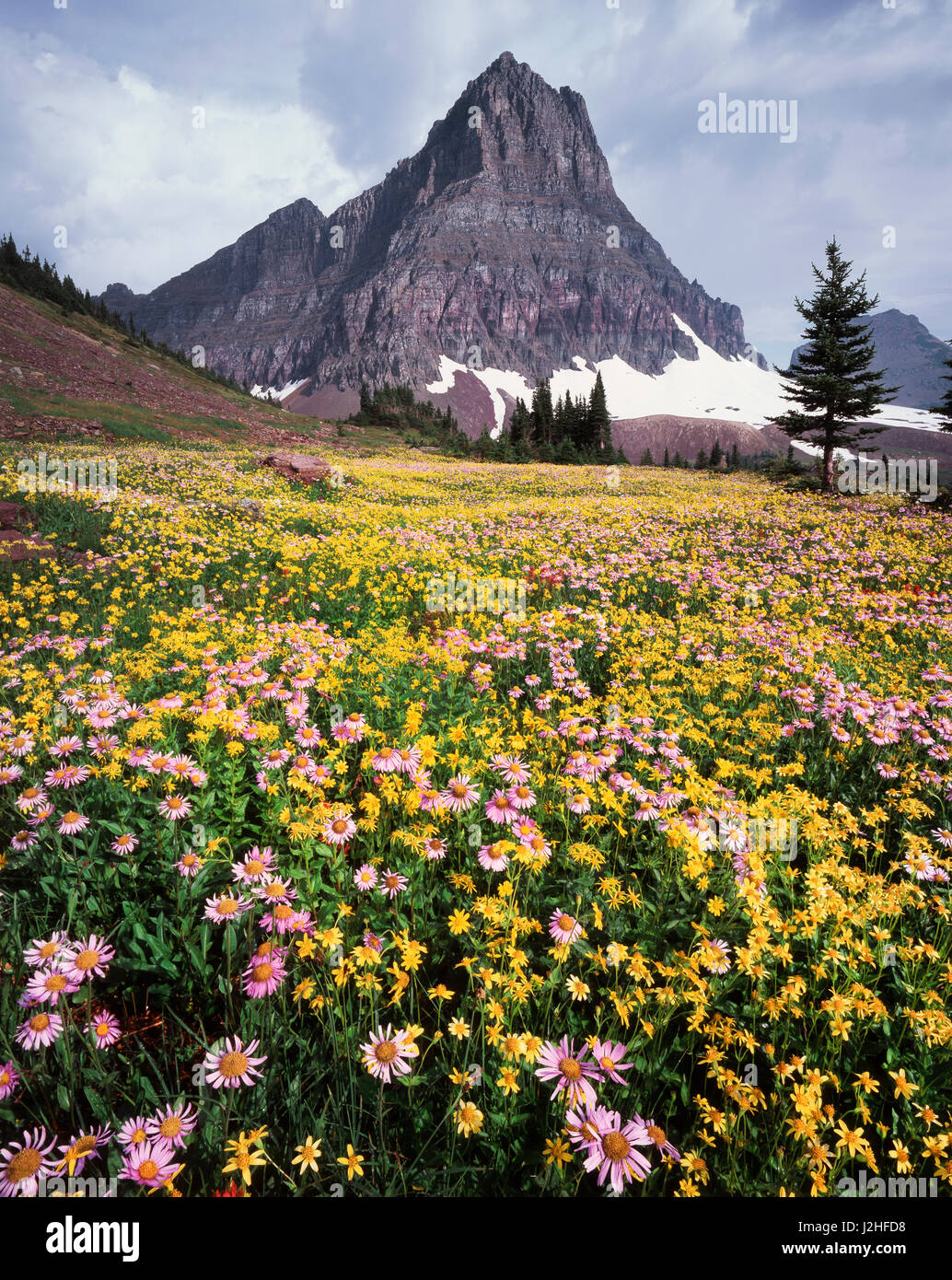 USA, Montana, Glacier National Park, Wildflowers and a mountain peak ...