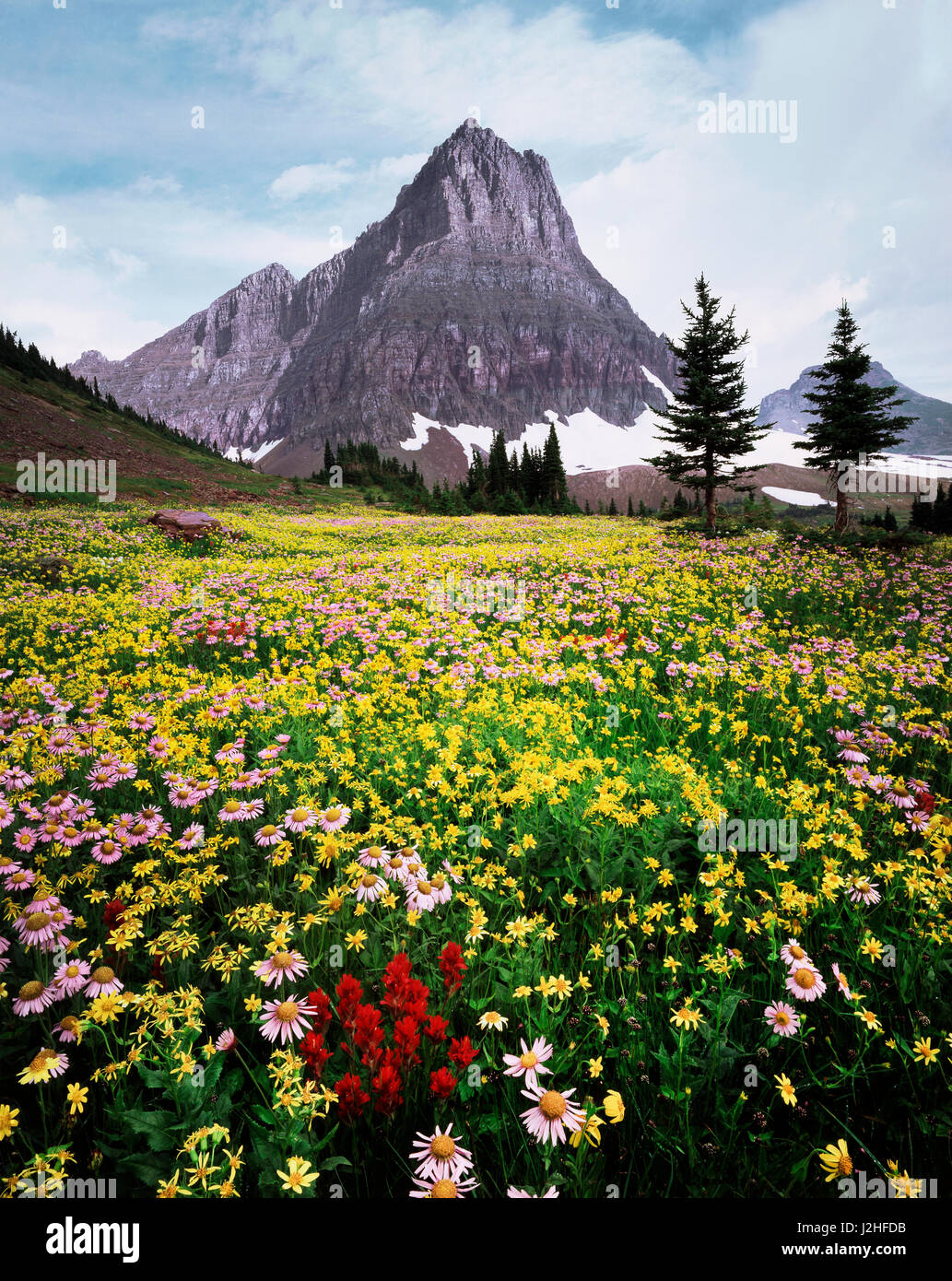 USA, Montana, Glacier National Park, Wildflowers and a mountain peak ...