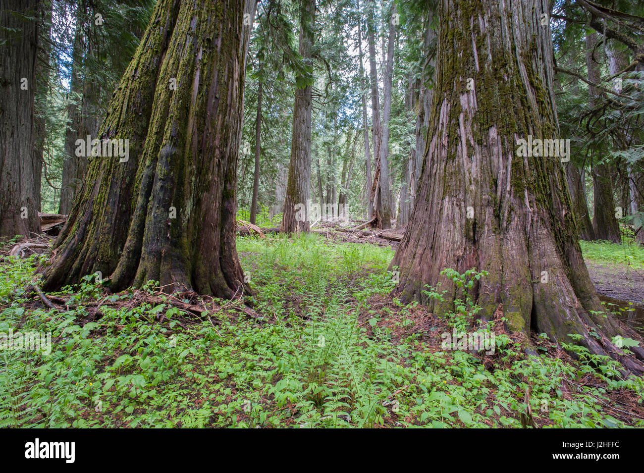 Ross Cedar Grove, Western Red Cedars, Kootenai National Forest near Libby, Montana Stock Photo