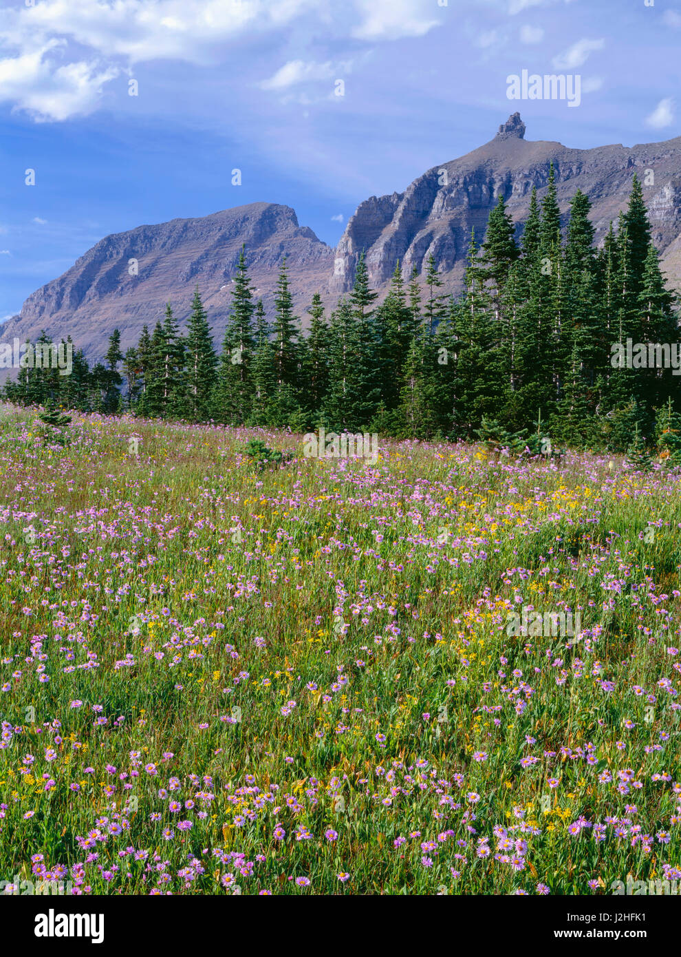 USA, Montana, Glacier National Park, Meadow of showy fleabane and arnica bordered by subalpine fir near Logan Pass, Mount Gould (center) and Bishops Cap (right) are in the distance. (Large format sizes available) Stock Photo