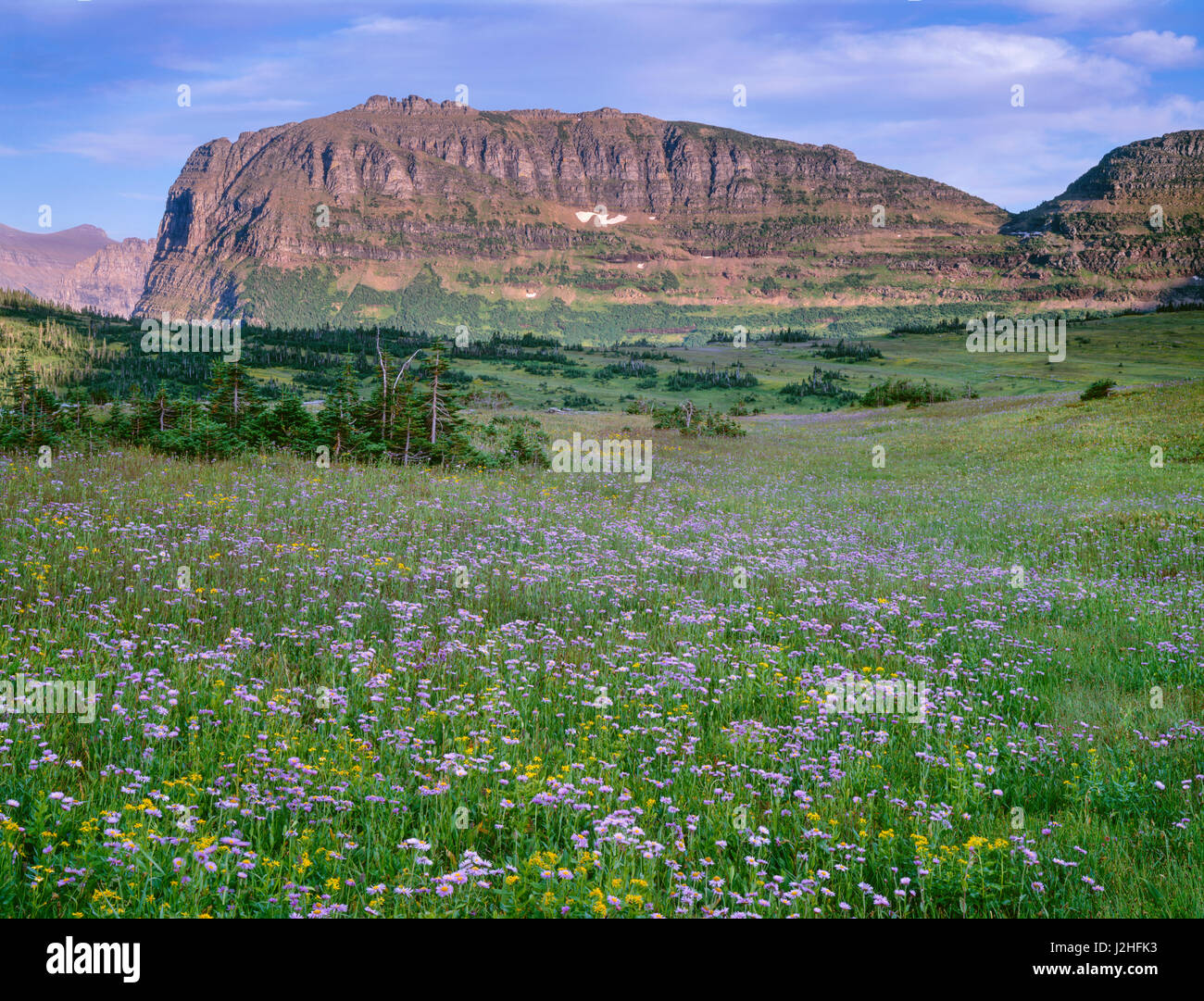 Heavy Runner Mountain rises beyond meadow of showy fleabane and arnica at Hanging Gardens area above Logan Pass, Glacier National Park, Montana, USA (Large format sizes available) Stock Photo