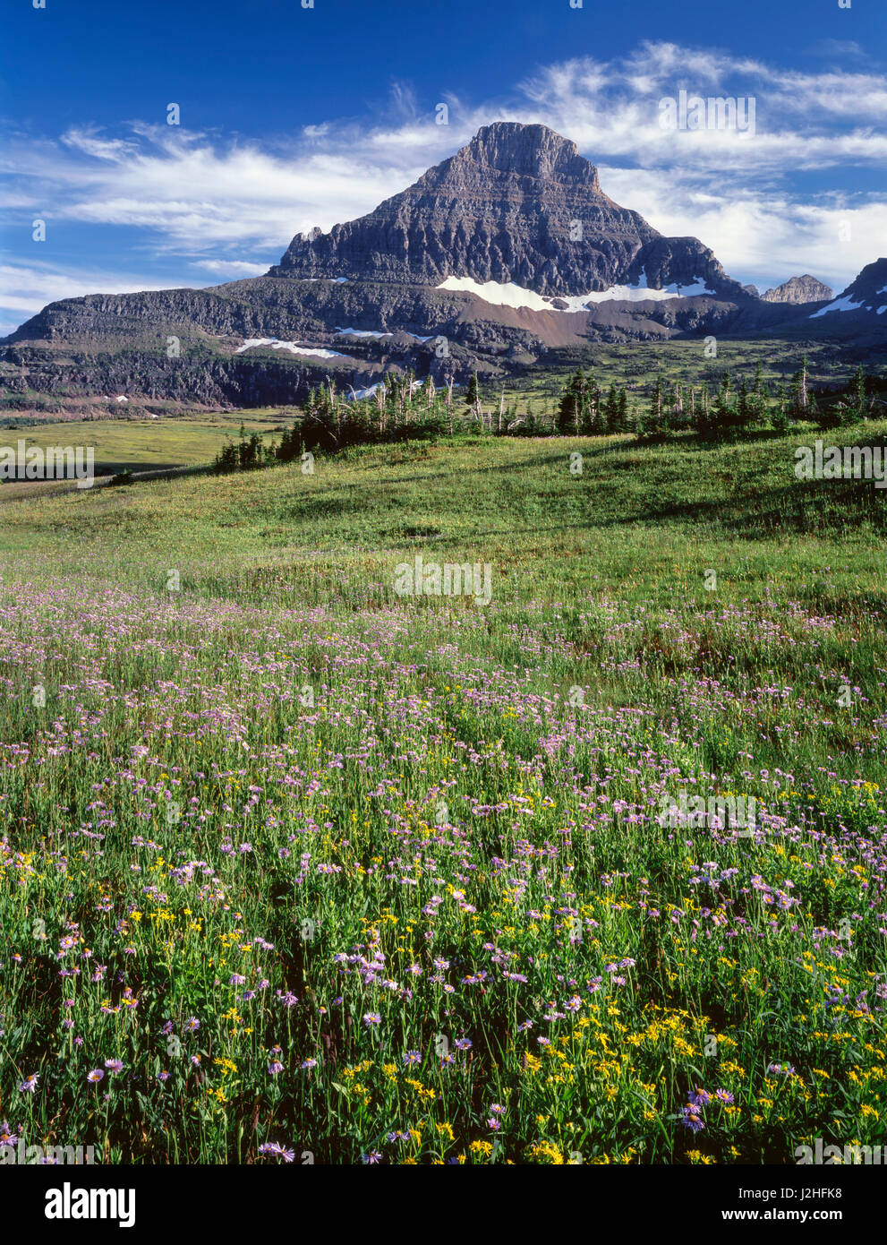 USA, Montana, Glacier National Park, Reynolds Mountain rises beyond wind-stunted conifers and meadow of showy fleabane and arnica near Logan Pass. (Large format sizes available) Stock Photo