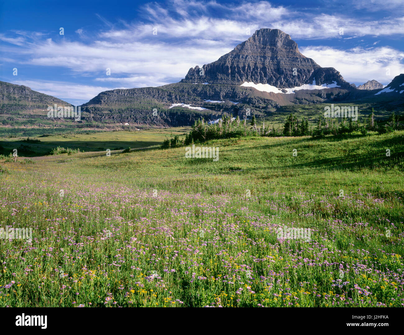 USA, Montana, Glacier National Park, Reynolds Mountain rises beyond wind-stunted conifers and meadow of showy fleabane and arnica near Logan Pass. (Large format sizes available) Stock Photo