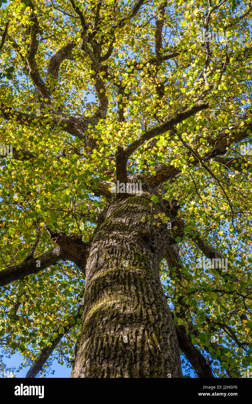 North carolina yellow poplar tree in joyce hires stock photography and
