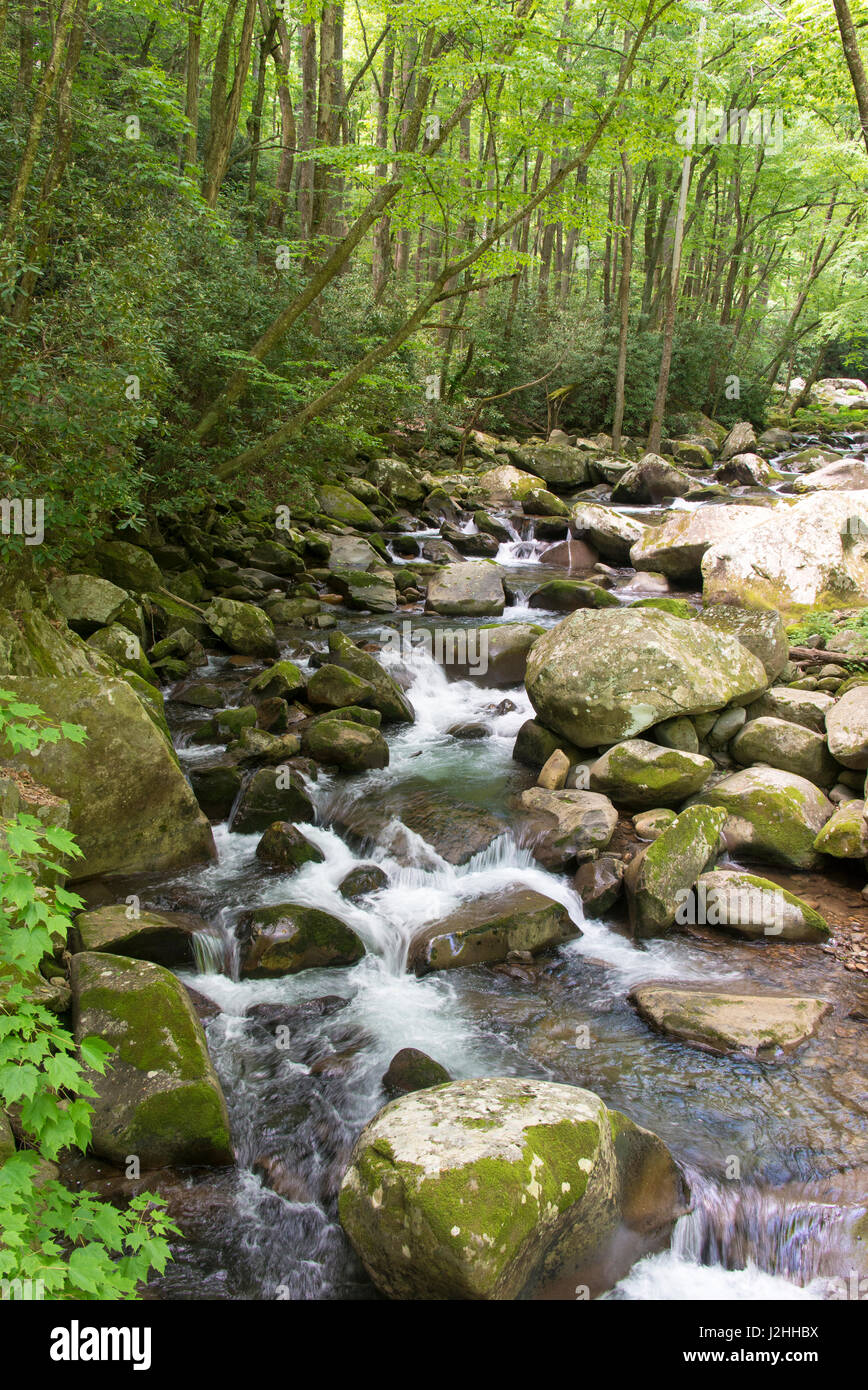 USA, North Carolina, Great Smoky Mountains National Park in UNESCO