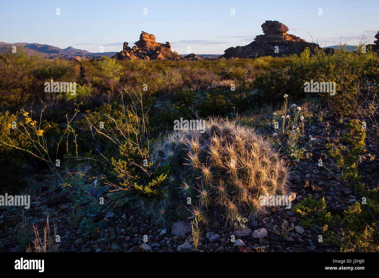 Strawberry Hedgehog Cactus (Echinocereus enneacanthus) and hoo-doo formations Stock Photo