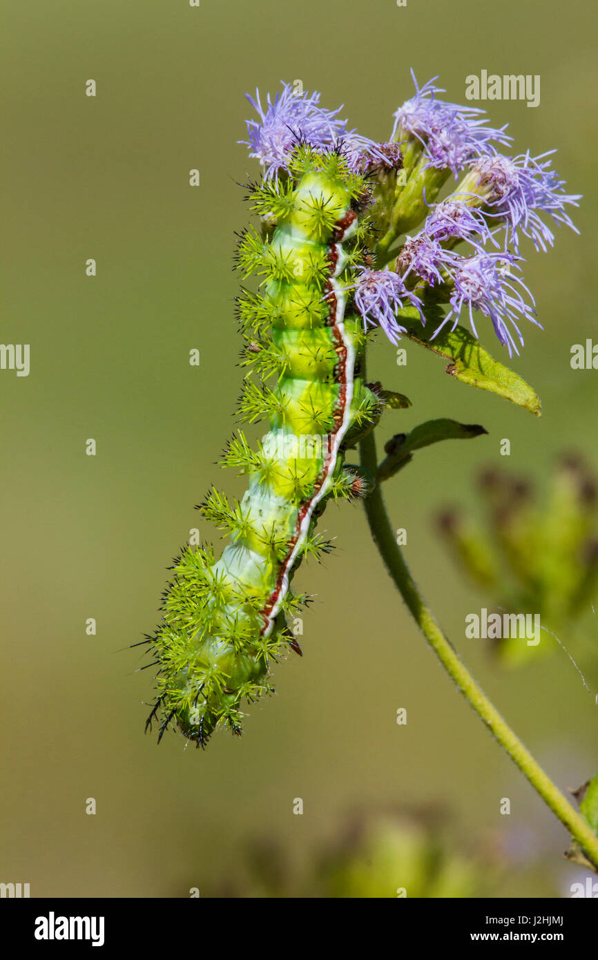 Io Moth (Automeris io) caterpillar on mist flower Stock Photo - Alamy
