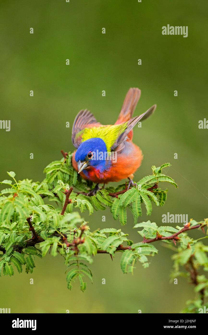 Painted bunting habitat hires stock photography and images Alamy