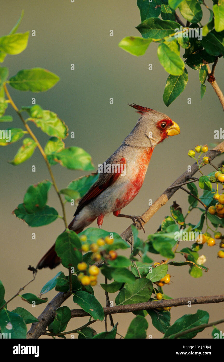 Pyrrhuloxia (Cardinalis sinuatus) male in Anacua tree (Ehretia anacua) Starr, TX Stock Photo