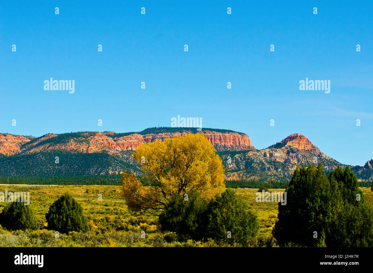 USA, Utah, Long Valley, Contrasting Fall Color Stock Photo Alamy