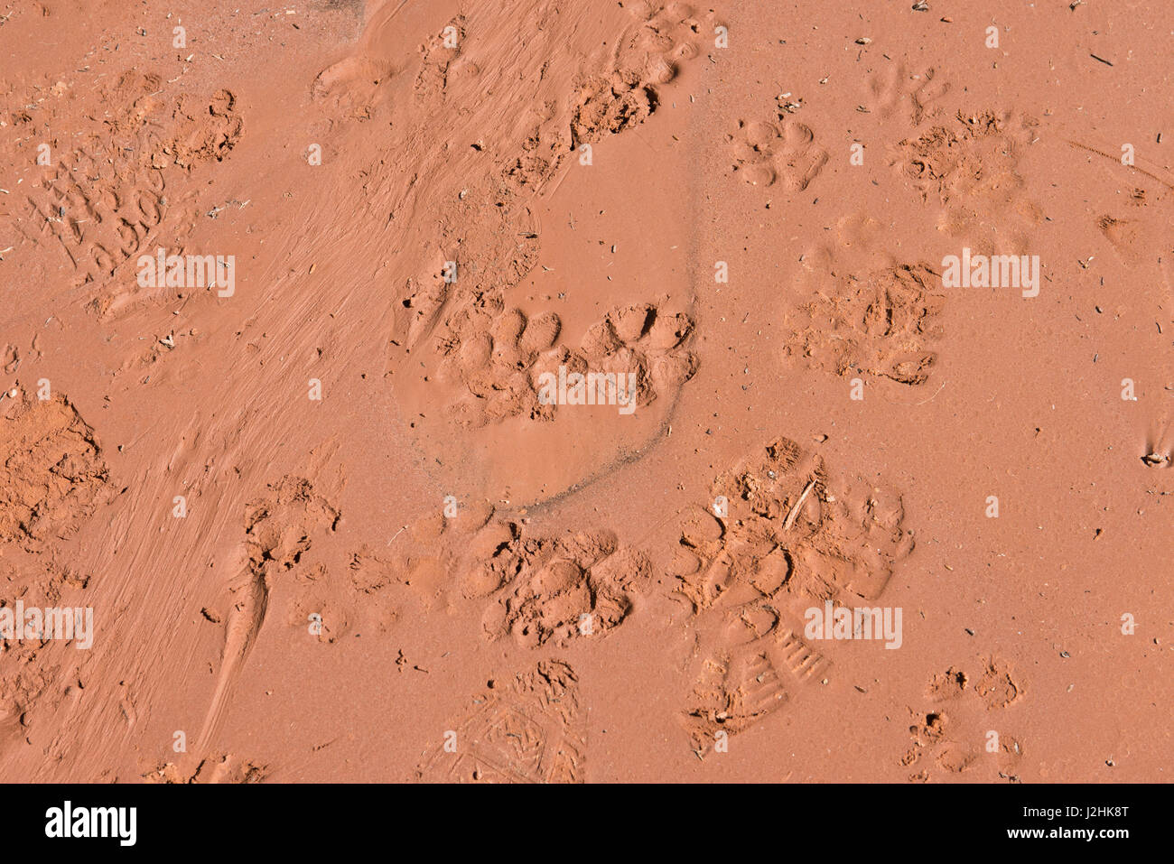 Bobcat bluff hires stock photography and images Alamy