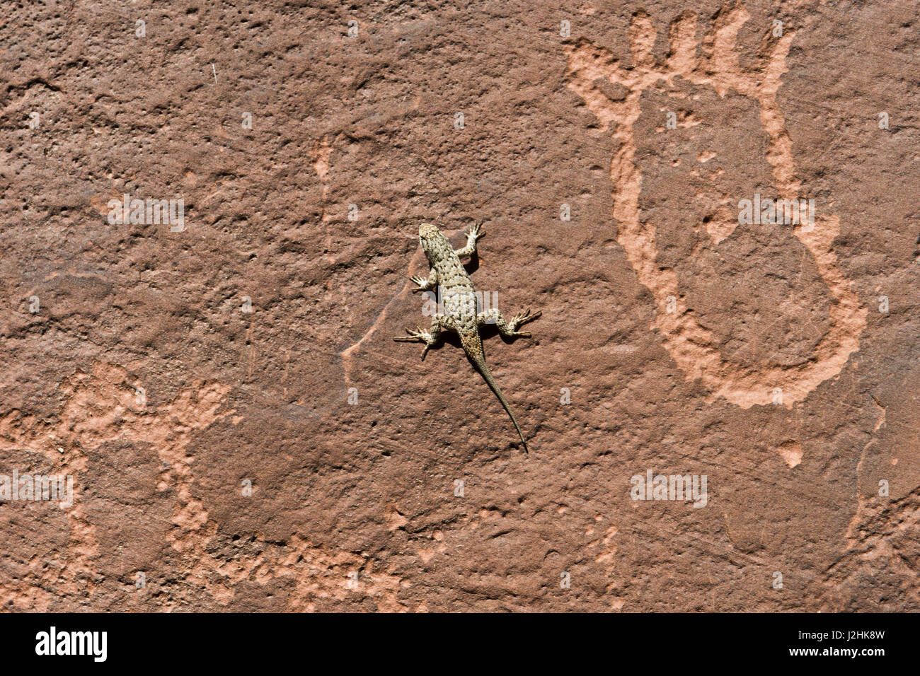 USA, Utah, Bluff, Sand Island Petroglyphs and Sagebrush Lizard Stock Photo