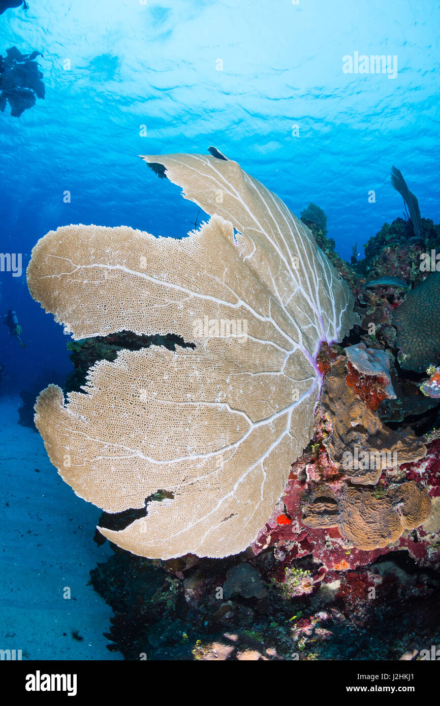 Sea fan on a tropical reef Stock Photo - Alamy