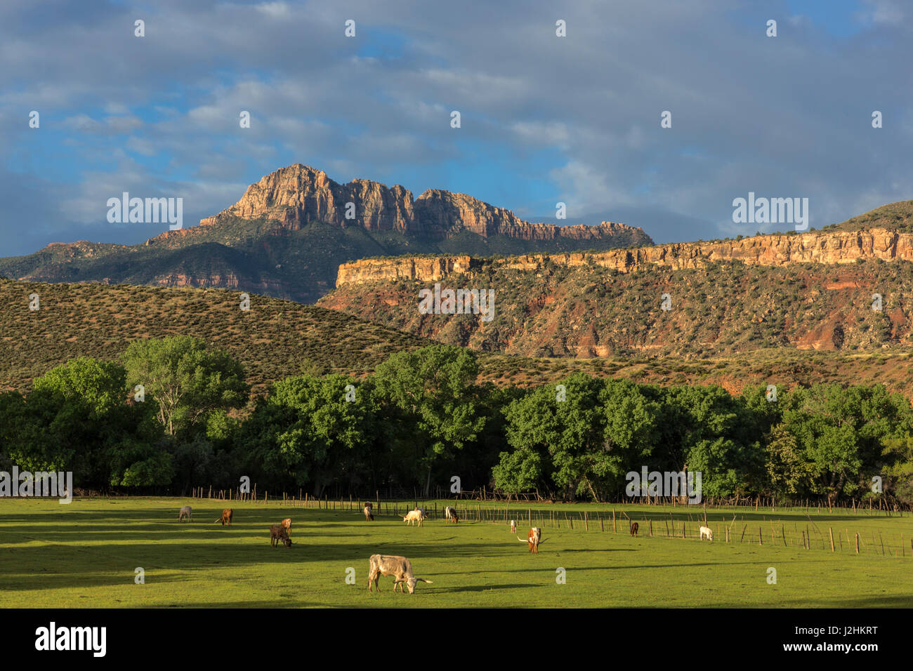 Longhorn cattle graze near hi-res stock photography and images - Alamy