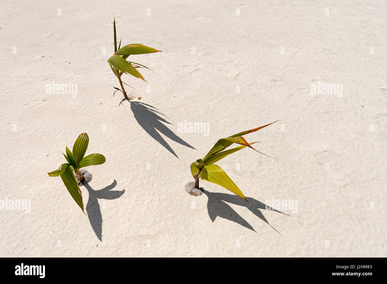 Sprouting coconut, small coconut trees (Cocos nucifera) in the sand