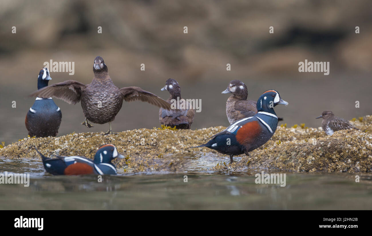 USA, Washington State. Flock of male and female Harlequin Ducks