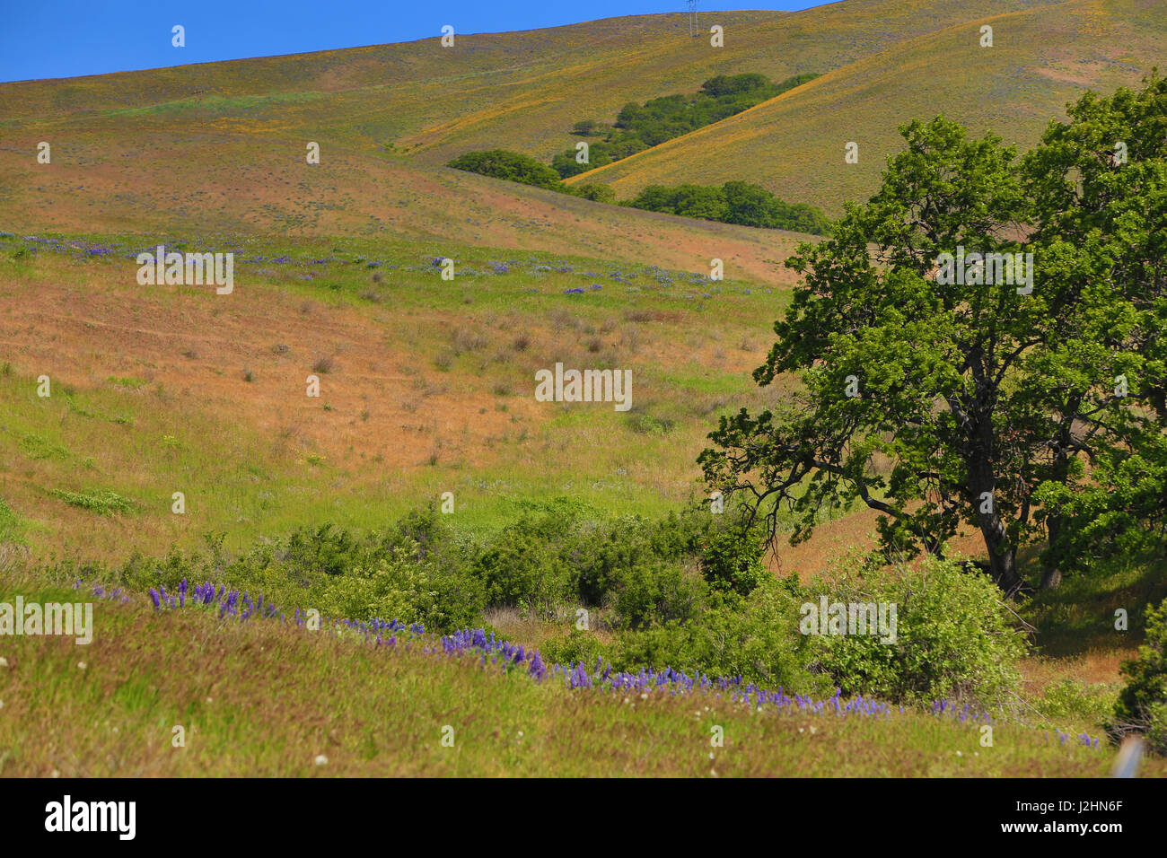 Columbia Hills State Park, Dallesport, Washington State. Green zig zag