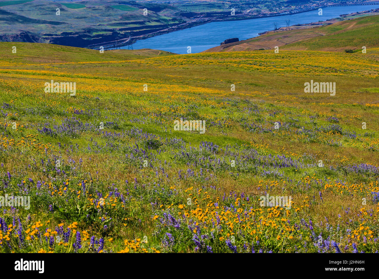 Columbia Hills State Park, Dallesport, Washington State. Wildflowers in