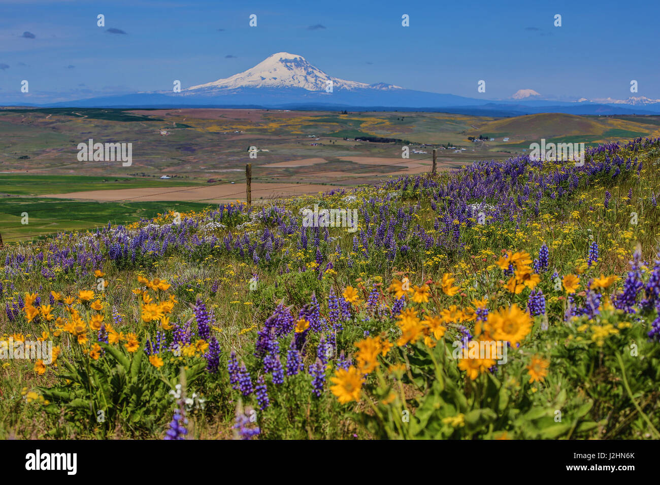 Columbia Hills State Park, Dallesport, Washington State. Field of Wildflowers, Klickitat Valley, snow capped Mount Adams Stock Photo