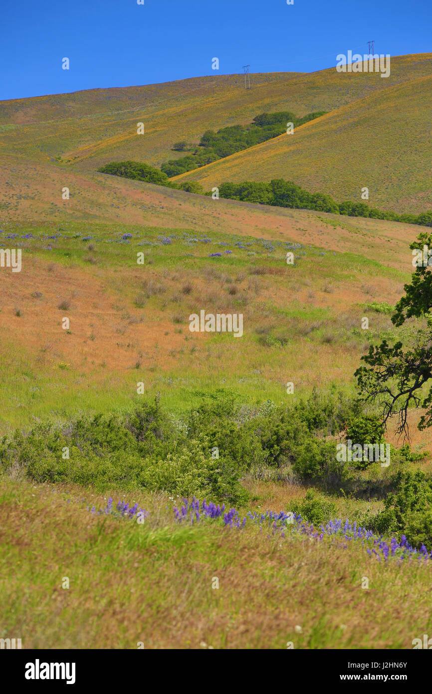 Columbia Hills State Park, Dallesport, Washington State. Green zig zag