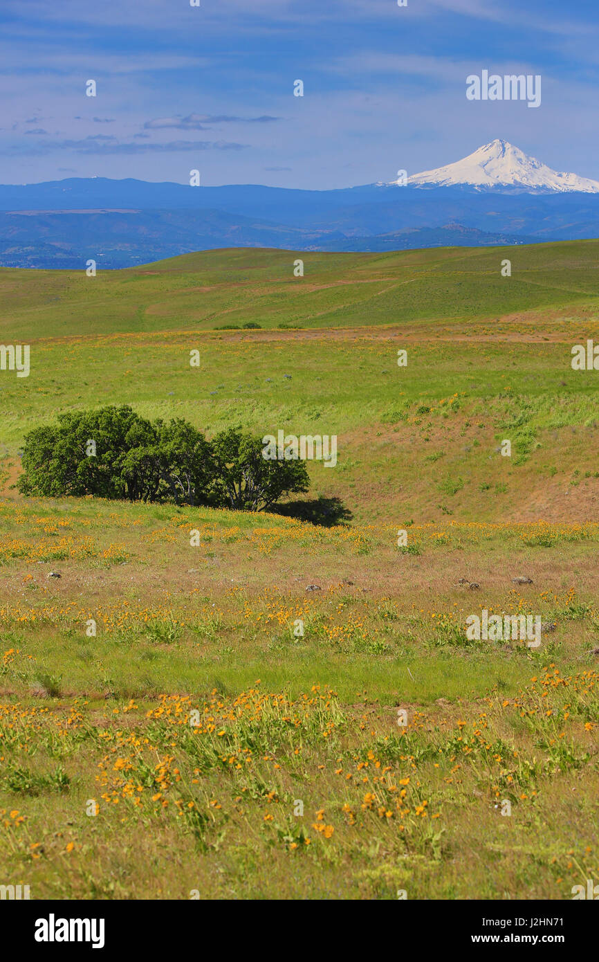 Columbia Hills State Park, Dallesport, Washington State. Tree grove