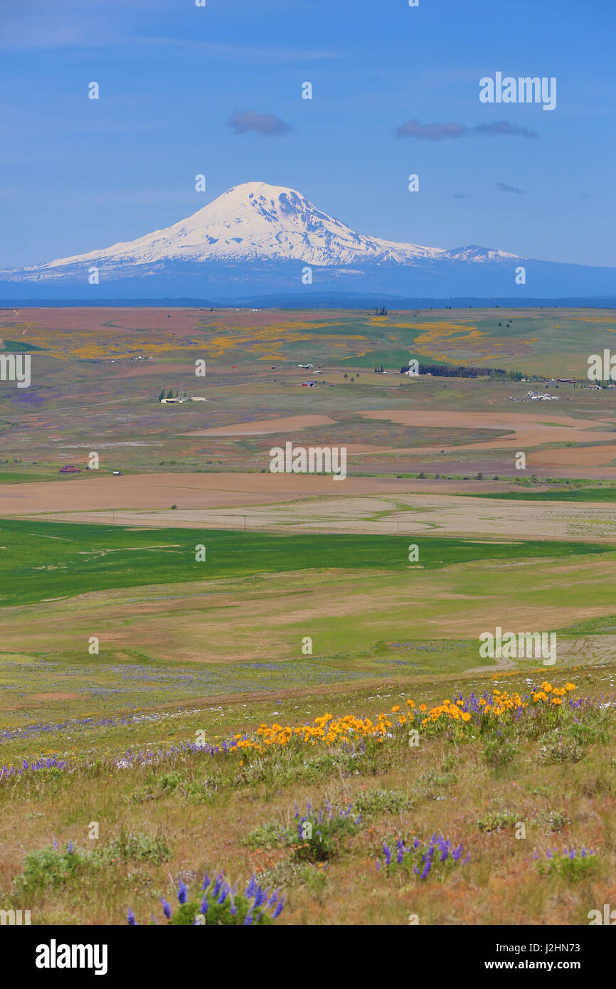 Columbia Hills State Park, Dallesport, Washington State. Snow capped