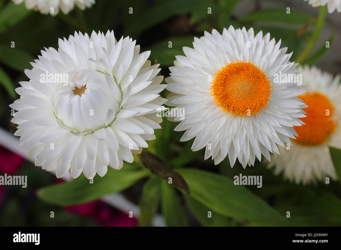some helichrysum flowers open and closed Stock Photo Alamy