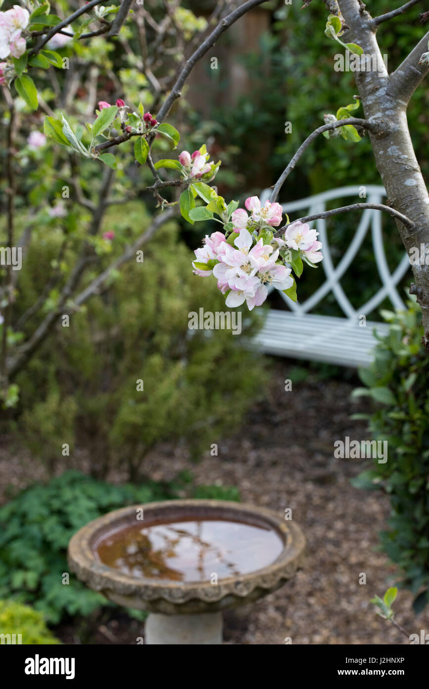 Malus. First apple blossom in april in a small english garden. UK Stock Photo