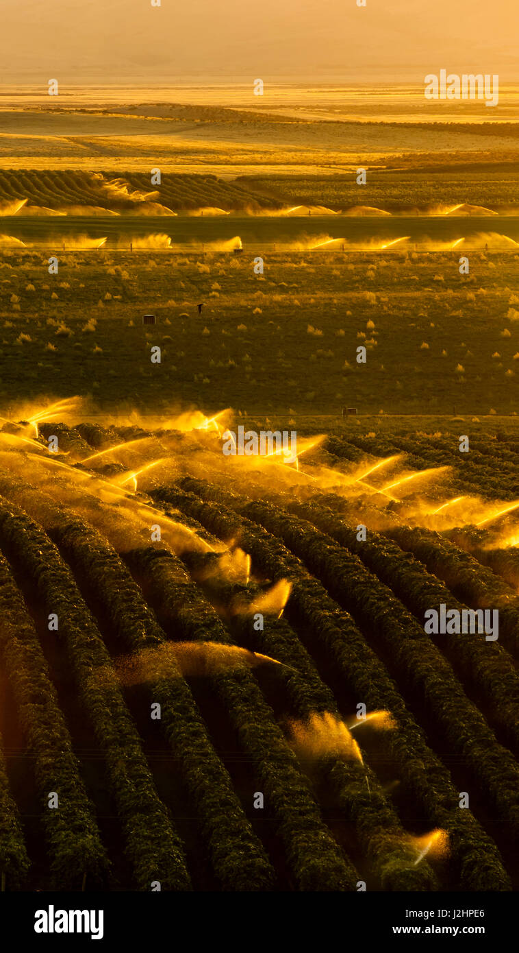 USA, Washington, Mabton. Vineyards and orchards in the Yakima Valley