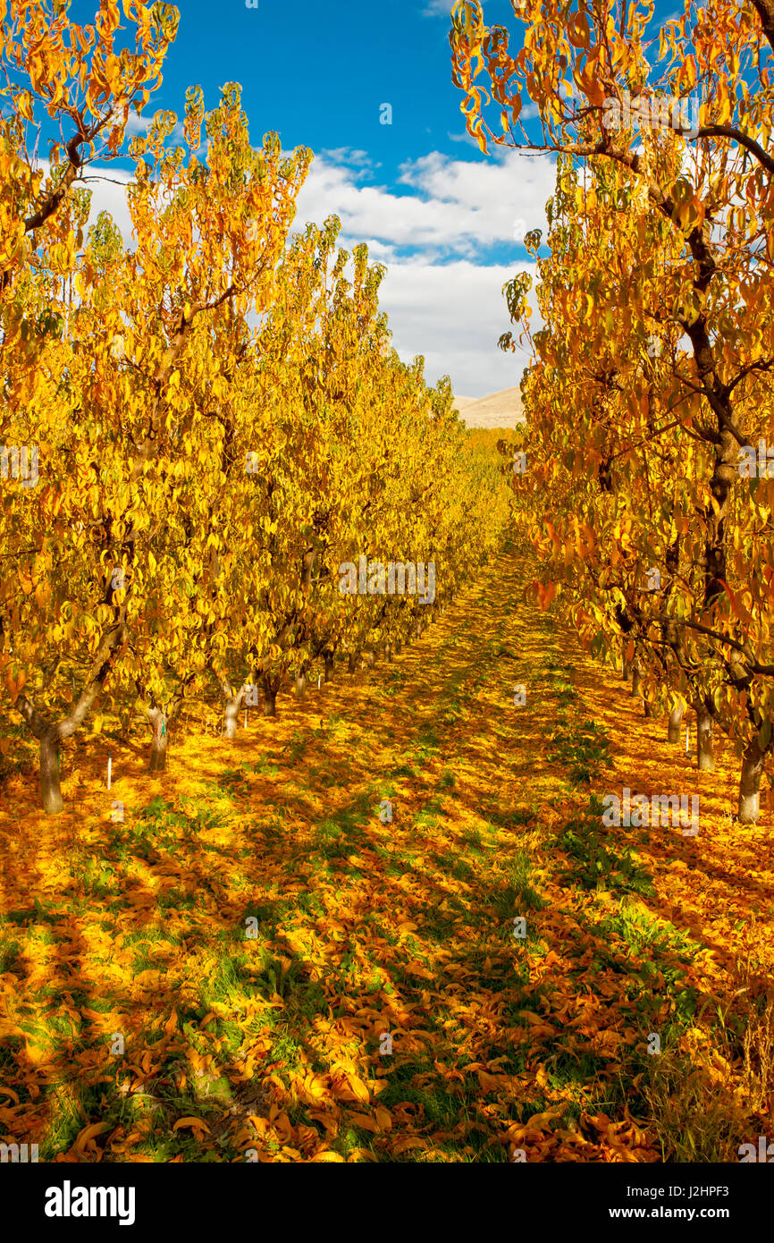 USA, Washington, Yakima Valley. Apple orchard at end of harvest near
