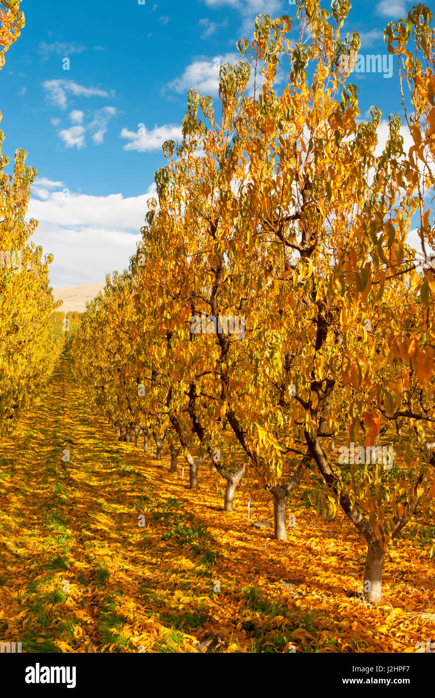 USA, Washington, Yakima Valley. Apple orchard at end of harvest near