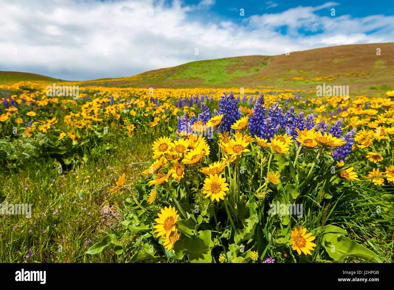 Spring In Washington State State parks with spring wildflower festivals - State Parks