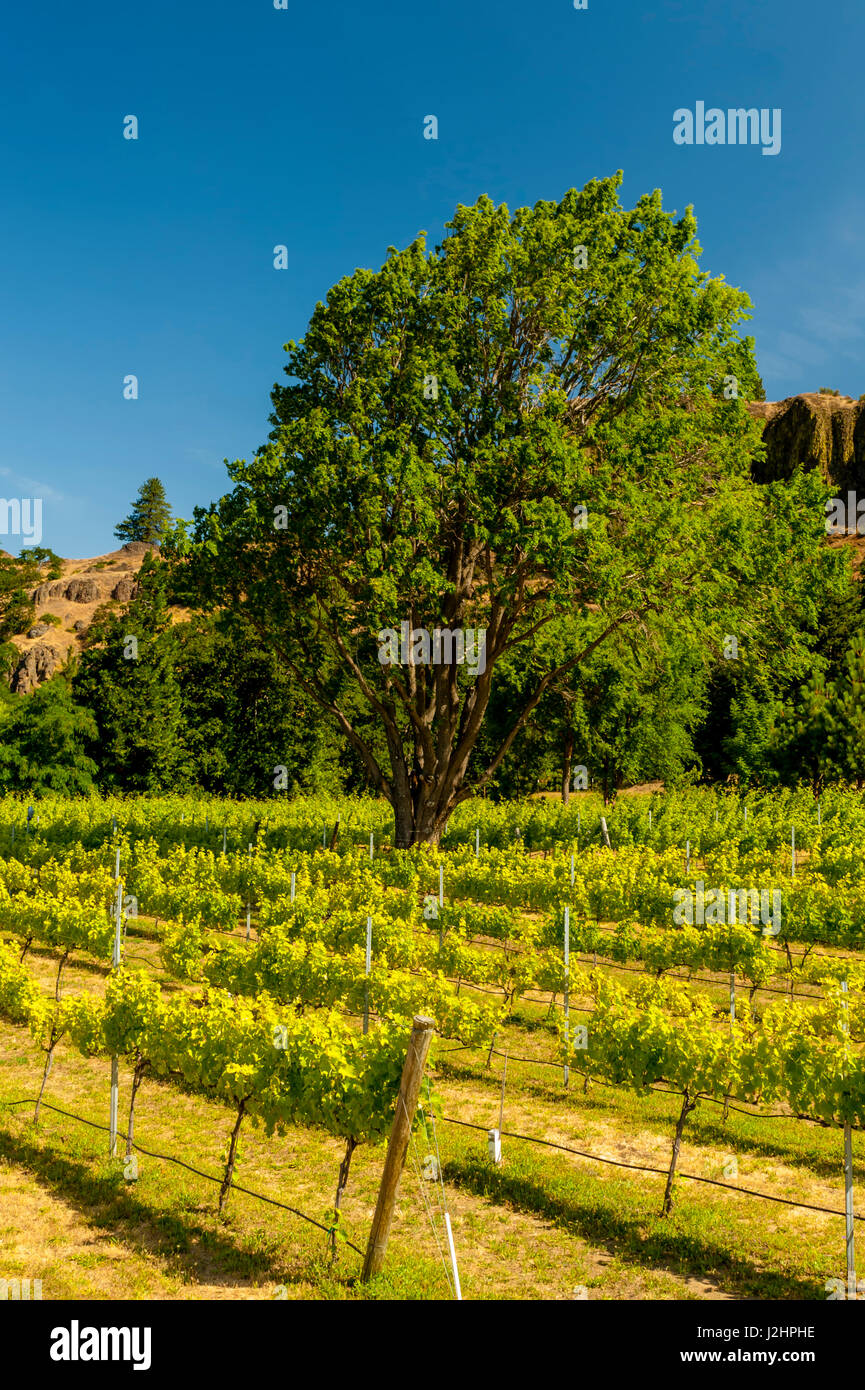 Usa, Washington State, Columbia River Syrah vineyard of Syncline