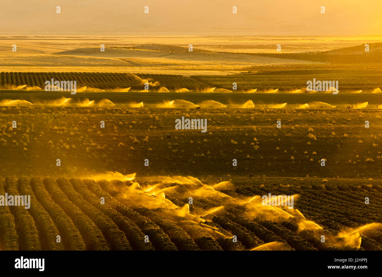 Usa, Washington State, Mabton. Vineyards and orchards in the Yakima