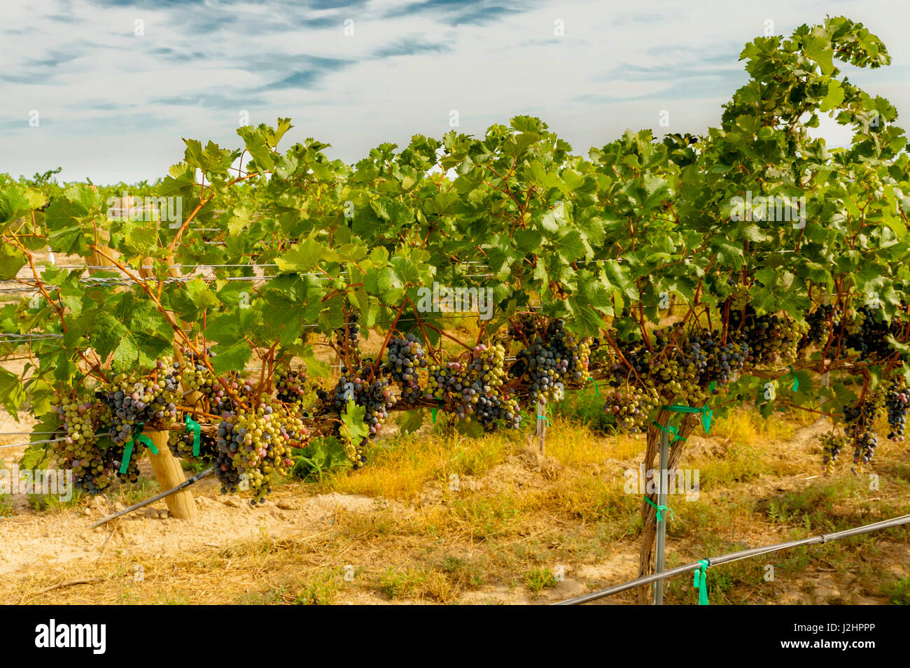 Usa, Washington State, Mattawa. franc block of Weinbau vineyard, a part of Sagemoor