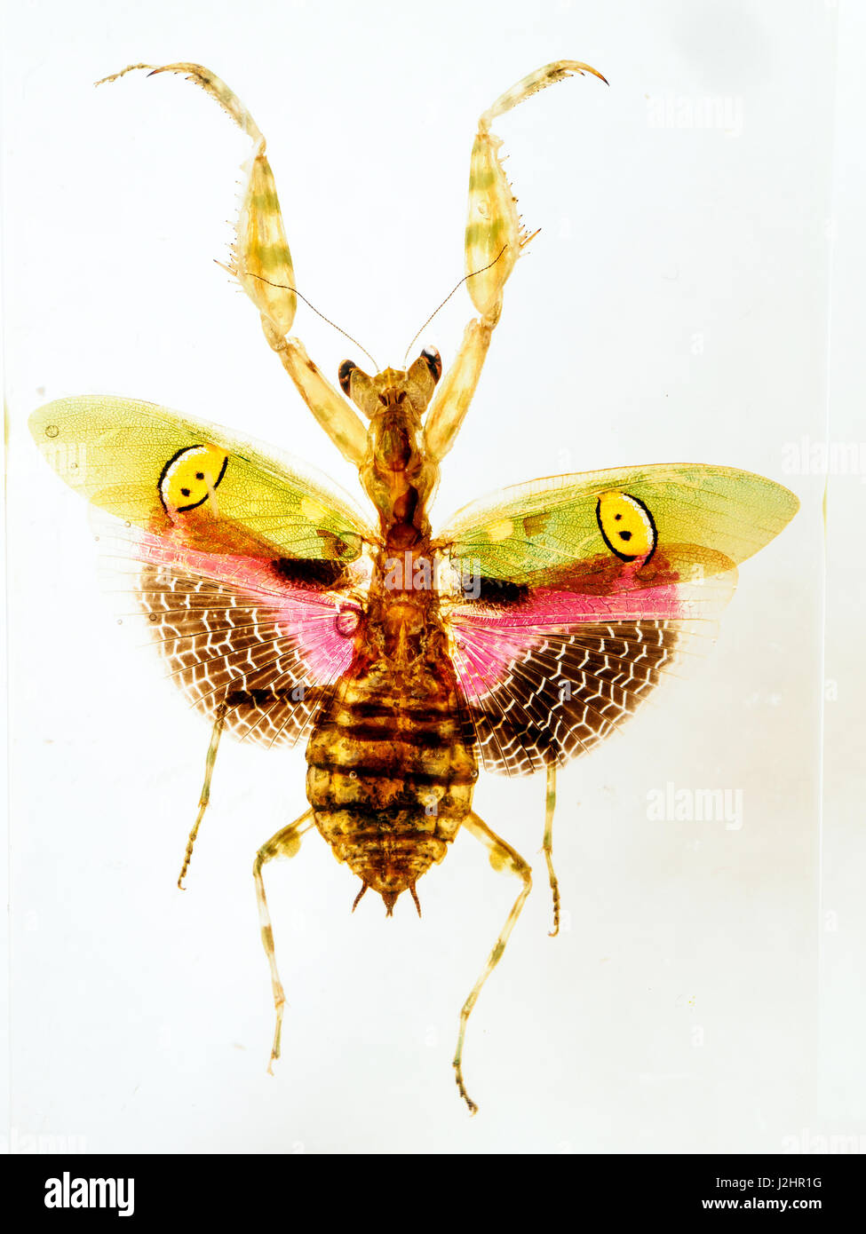 Flower Mantis in resin Stock Photo
