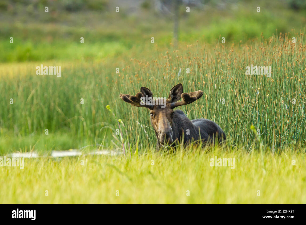 Male Moose in Polecat Creek. Flagg Ranch Wyoming Stock Photo Alamy