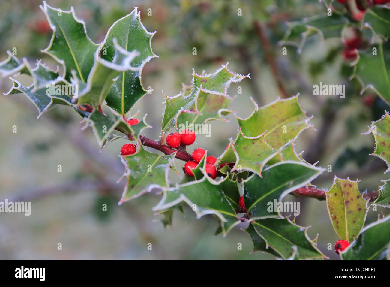 Stechpalme Ilex mit roten Beeren und Rauhreif an den stacheligen Blättern  Stock Photo - Alamy