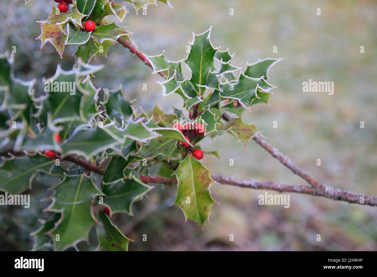 Stechpalme Ilex mit roten Beeren und Rauhreif an den stacheligen Blättern Stock Photo