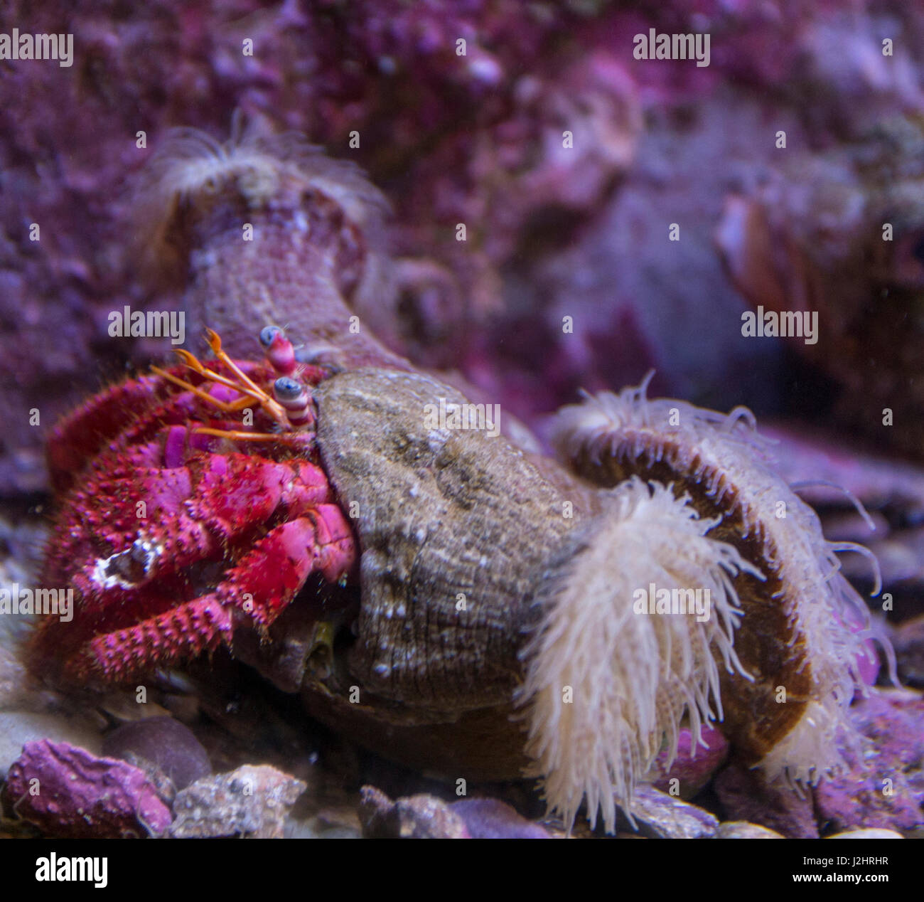 Close-up of an Anemone Hermit Crab Shrimp Dardanus Pedunculatus Stock ...