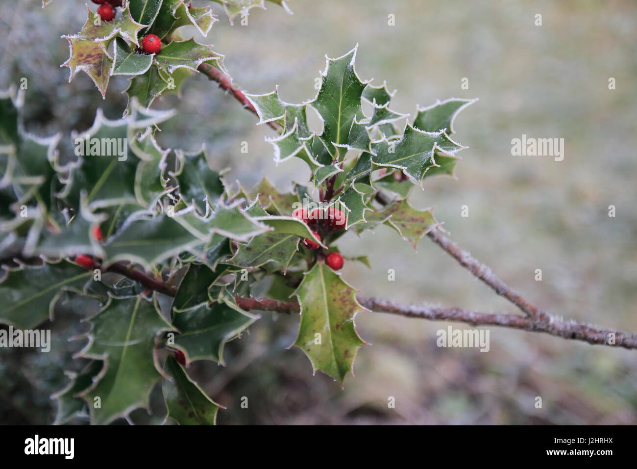 Stechpalme Ilex mit roten Beeren und Rauhreif an den stacheligen Blättern Stock Photo