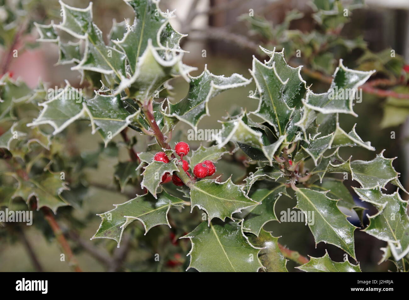 Stechpalme Ilex mit roten Beeren und Rauhreif an den stacheligen