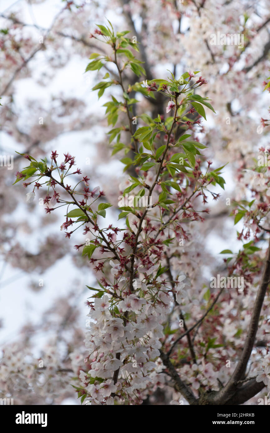sakura cherry blossom tree japan branch Stock Photo
