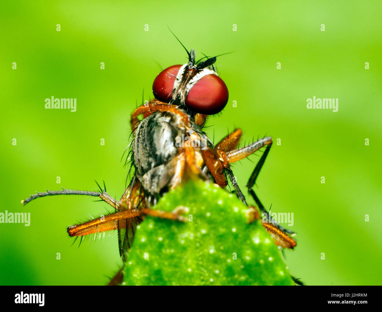 Diptera Two Wings High Resolution Stock Photography and Images - Alamy