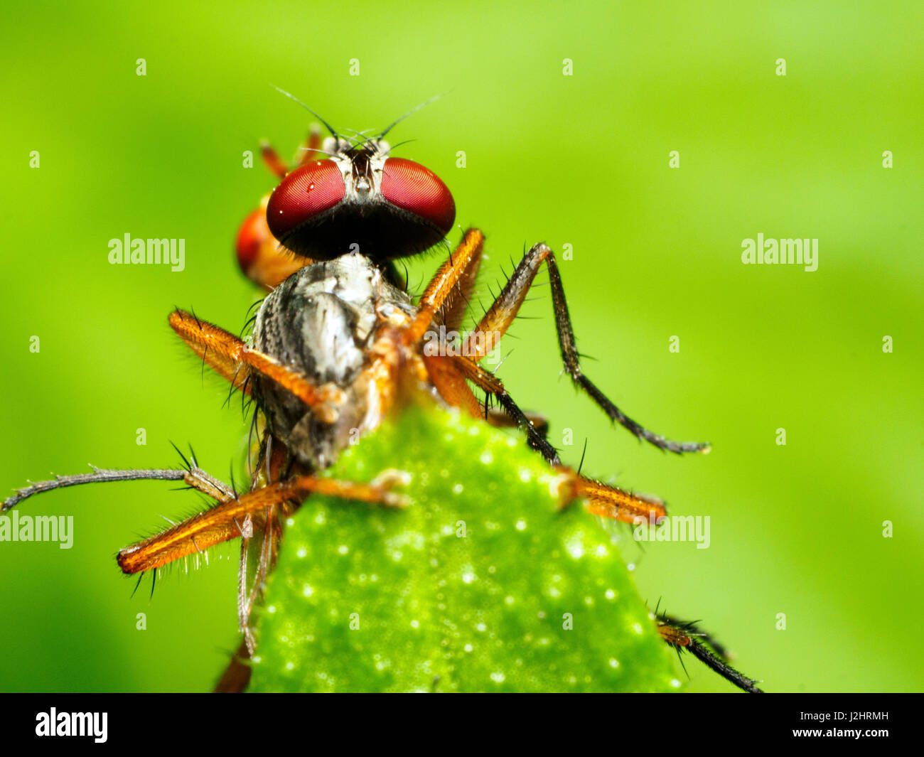 Diptera Two Wings High Resolution Stock Photography and Images - Alamy